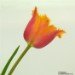 Tulip 290407_2